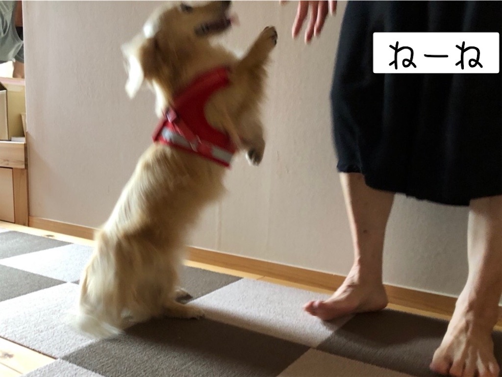 f:id:renkunno:20220704150105j:image f:id:renkunno:20220704150105j:image