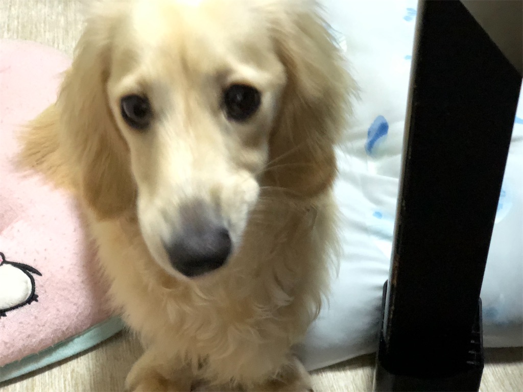 f:id:renkunno:20220705220251j:image