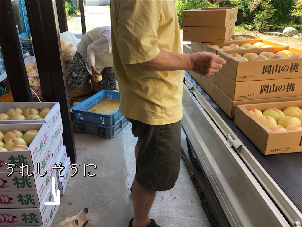 f:id:renkunno:20220802213039j:image