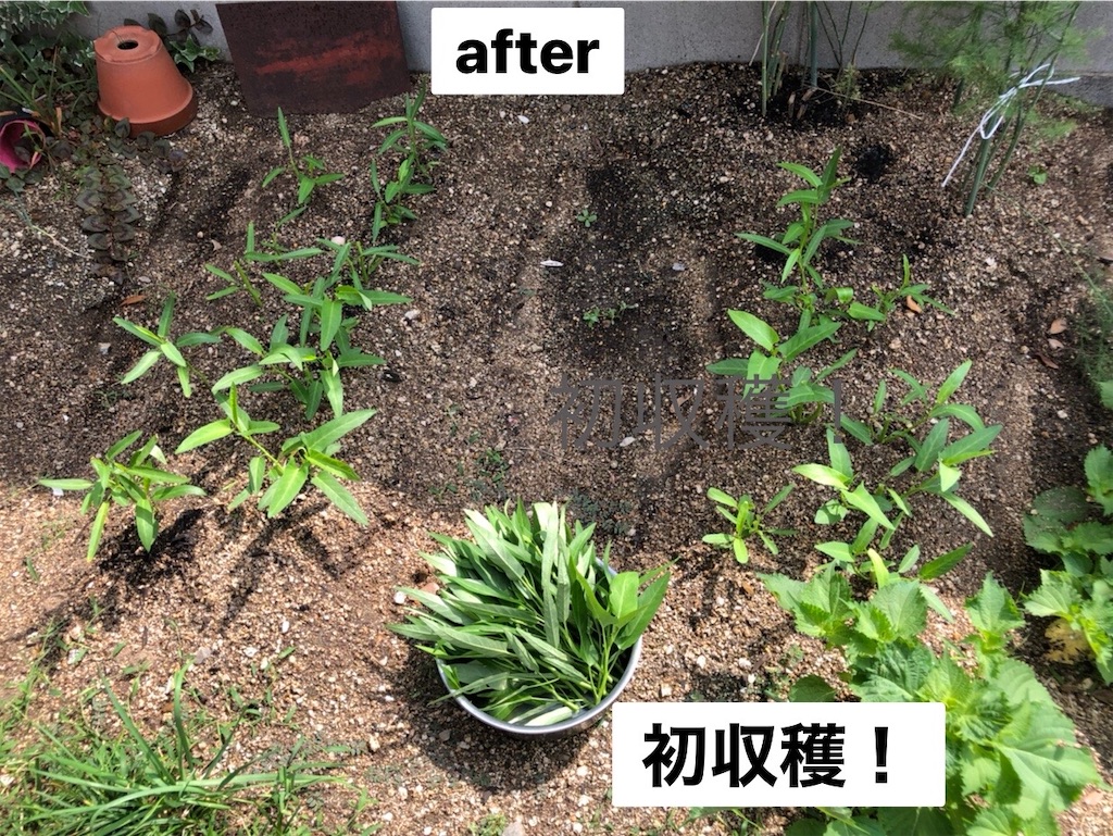 f:id:renkunno:20220806094657j:image f:id:renkunno:20220806094657j:image