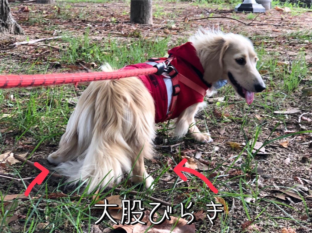 f:id:renkunno:20220904171452j:image f:id:renkunno:20220904171452j:image