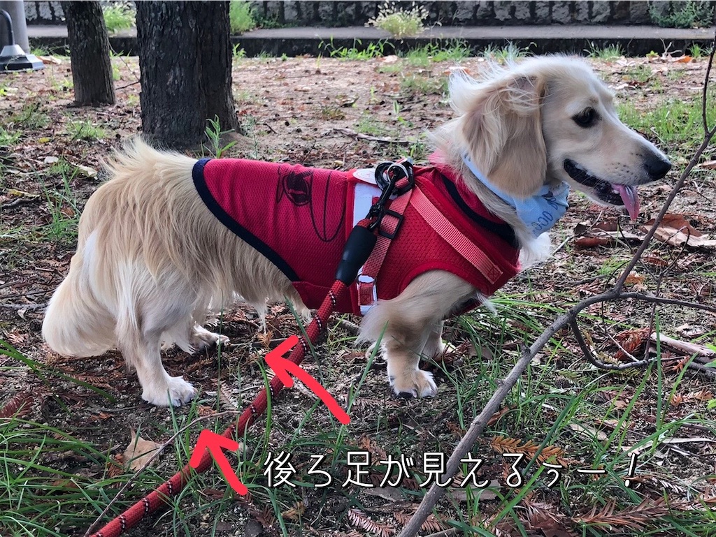 f:id:renkunno:20220904171456j:image f:id:renkunno:20220904171456j:image