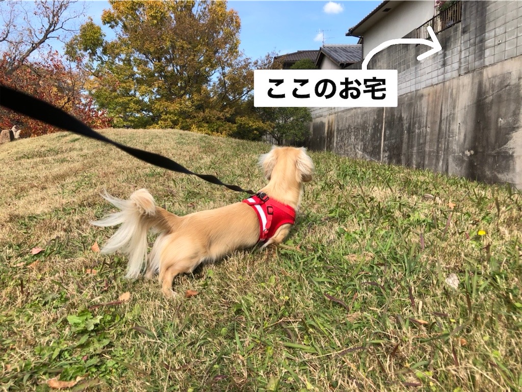 f:id:renkunno:20221124091341j:image