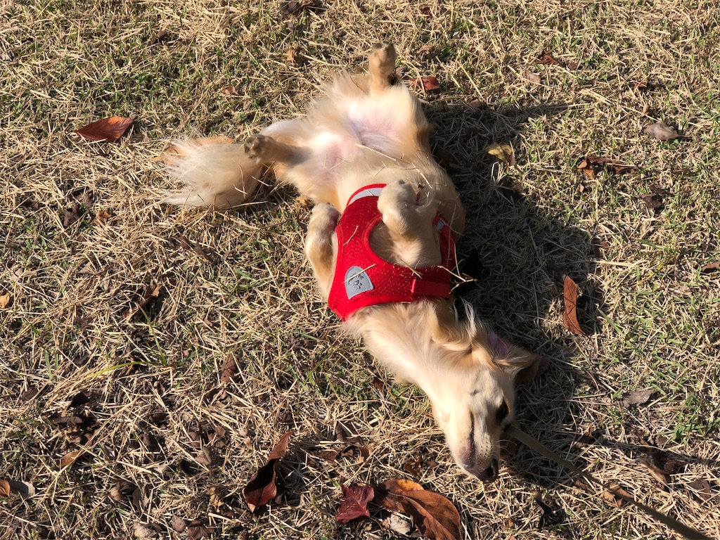 f:id:renkunno:20221126142838j:image f:id:renkunno:20221126142838j:image
