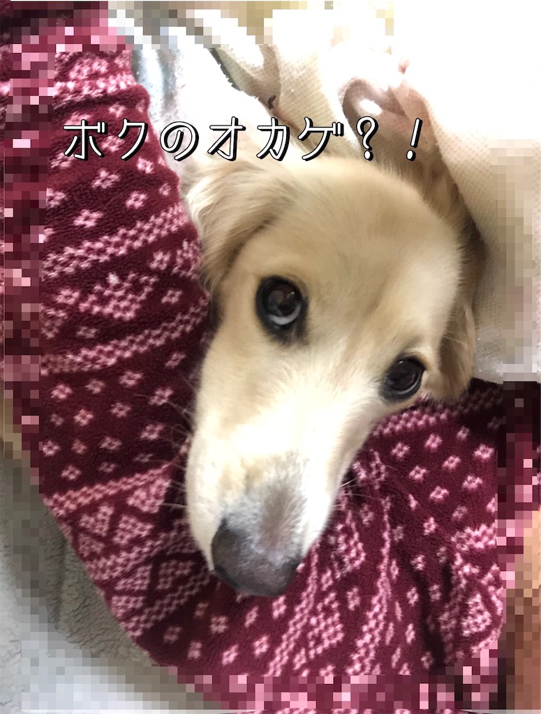 f:id:renkunno:20221209160911j:image
