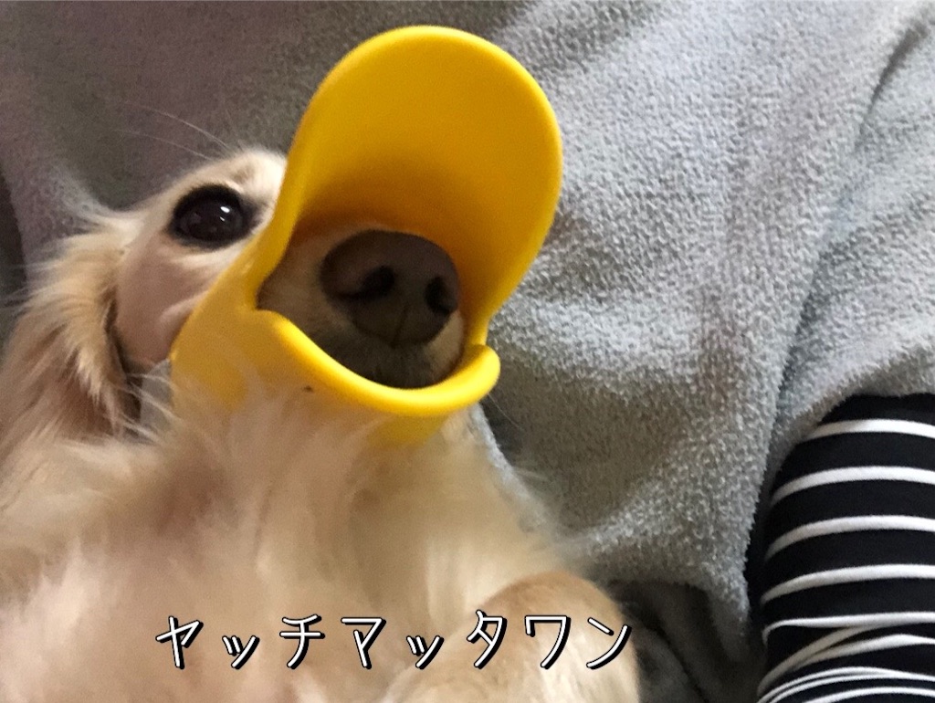 f:id:renkunno:20230105215633j:image f:id:renkunno:20230105215633j:image