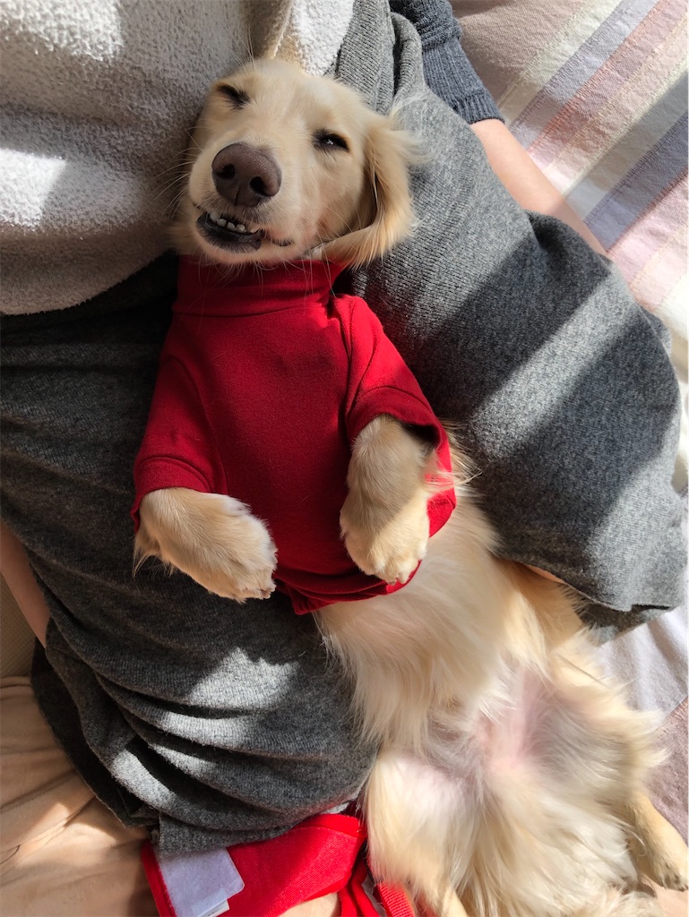 f:id:renkunno:20230117151630j:image f:id:renkunno:20230117151630j:image