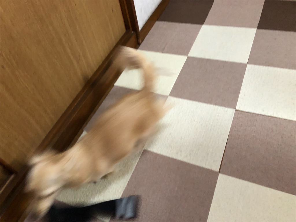 f:id:renkunno:20230204125951j:image