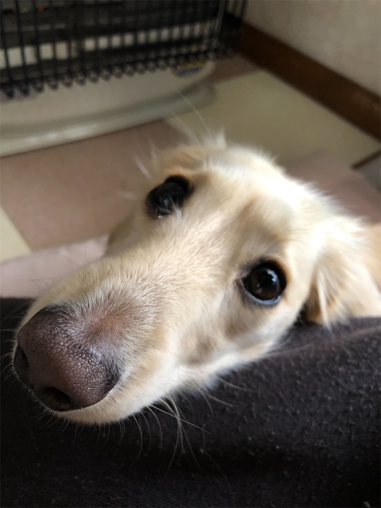 f:id:renkunno:20230207164905j:image f:id:renkunno:20230207164905j:image