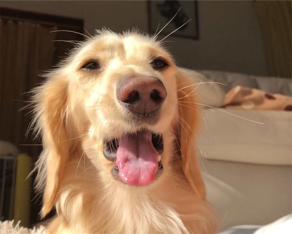 f:id:renkunno:20230208150247j:image
