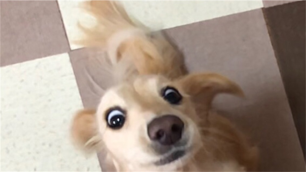 f:id:renkunno:20230209153207j:image