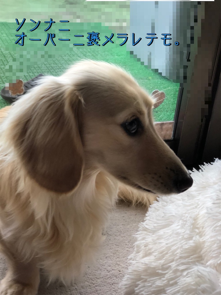 f:id:renkunno:20230219165553j:image