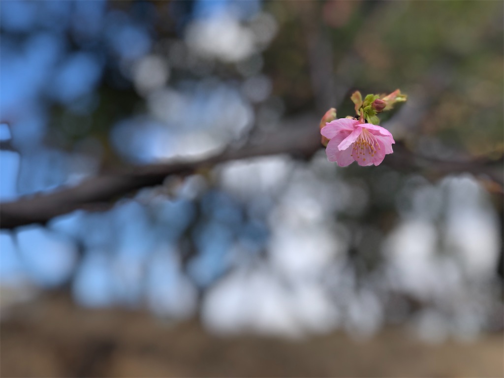 f:id:renkunno:20230221134612j:image f:id:renkunno:20230221134612j:image