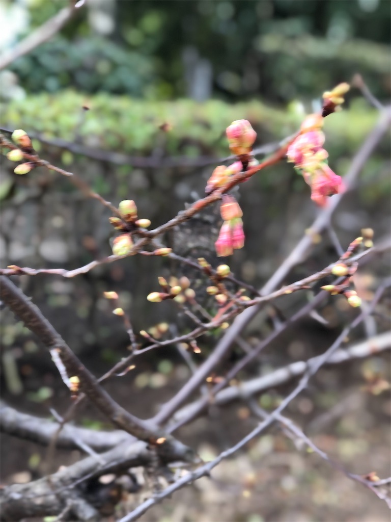 f:id:renkunno:20230221135220j:image f:id:renkunno:20230221135220j:image