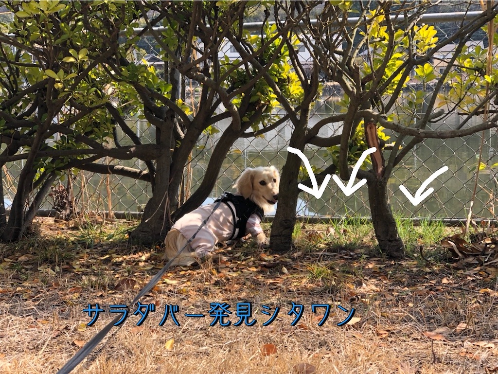 f:id:renkunno:20230301165909j:image f:id:renkunno:20230301165909j:image