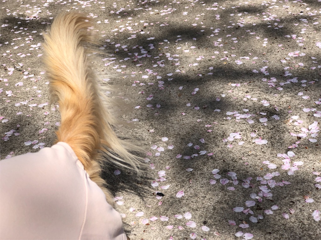 f:id:renkunno:20230331141711j:image