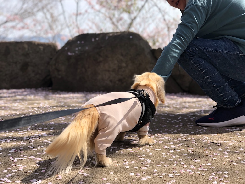 f:id:renkunno:20230331141719j:image