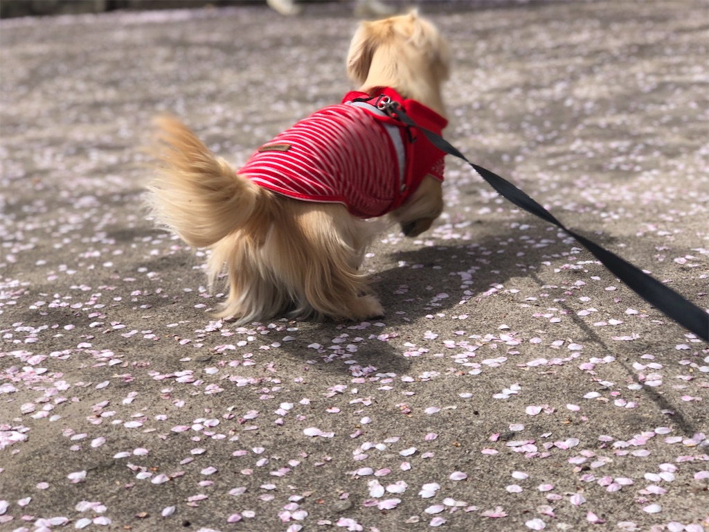 f:id:renkunno:20230402220737j:image