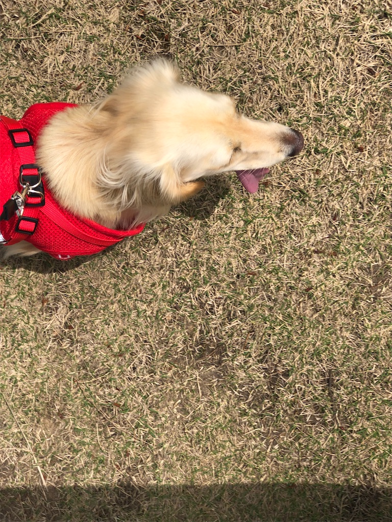 f:id:renkunno:20230402221845j:image
