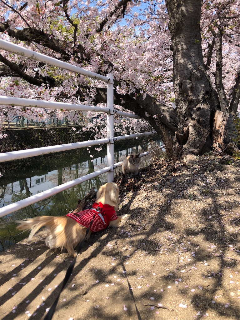 f:id:renkunno:20230404143703j:image
