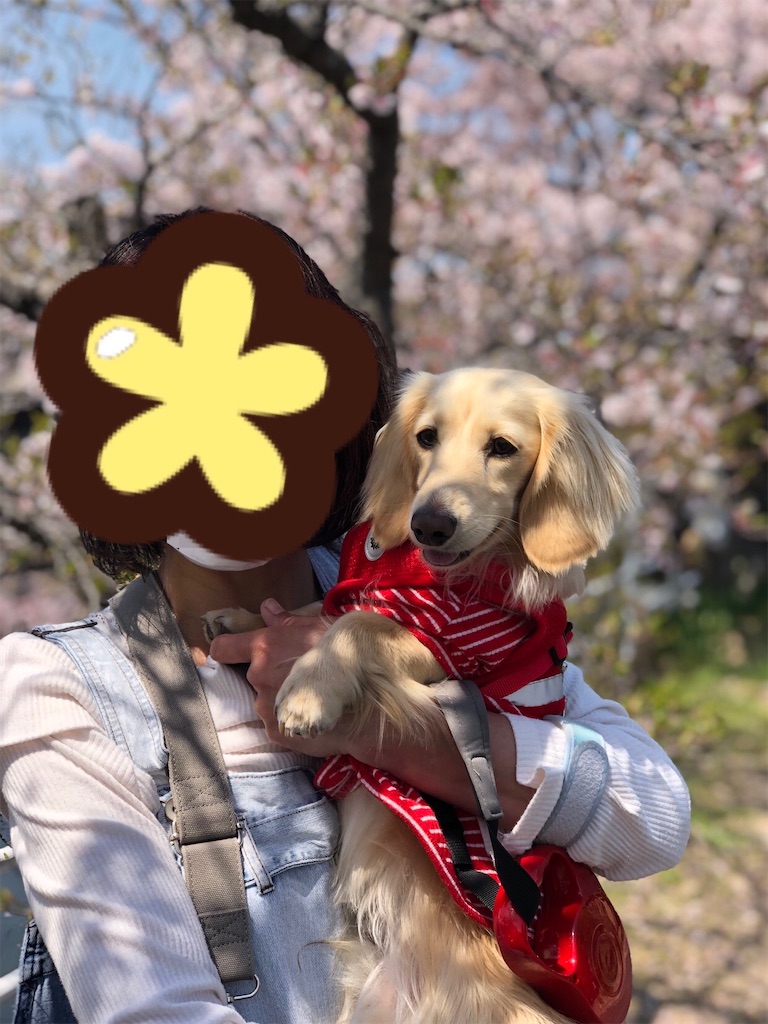 f:id:renkunno:20230404170649j:image