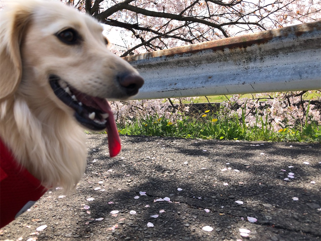 f:id:renkunno:20230404171247j:image