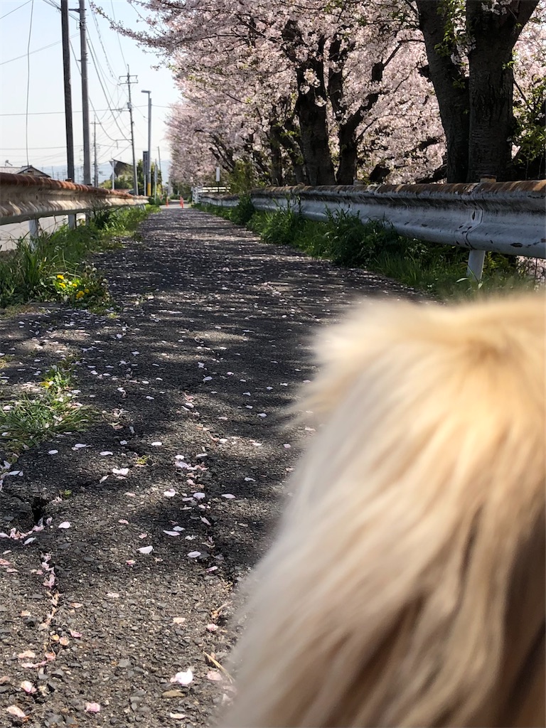 f:id:renkunno:20230404171250j:image