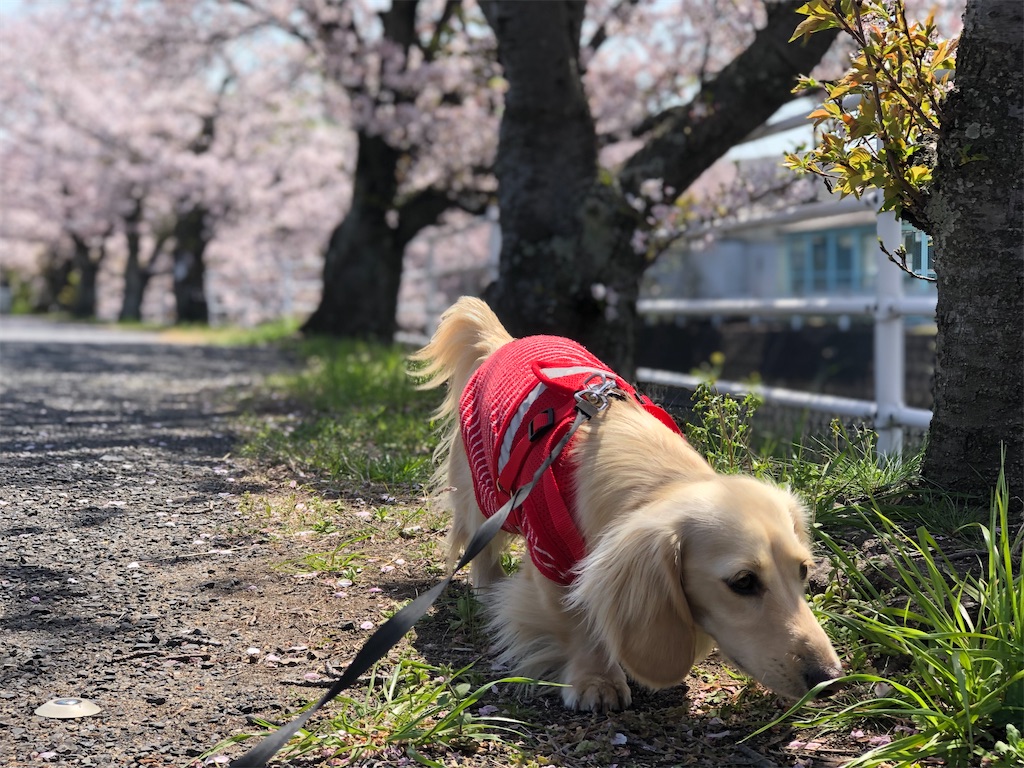 f:id:renkunno:20230404171415j:image