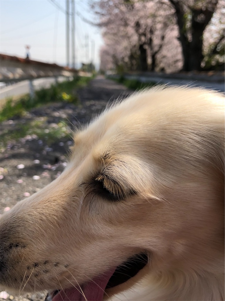 f:id:renkunno:20230404213613j:image