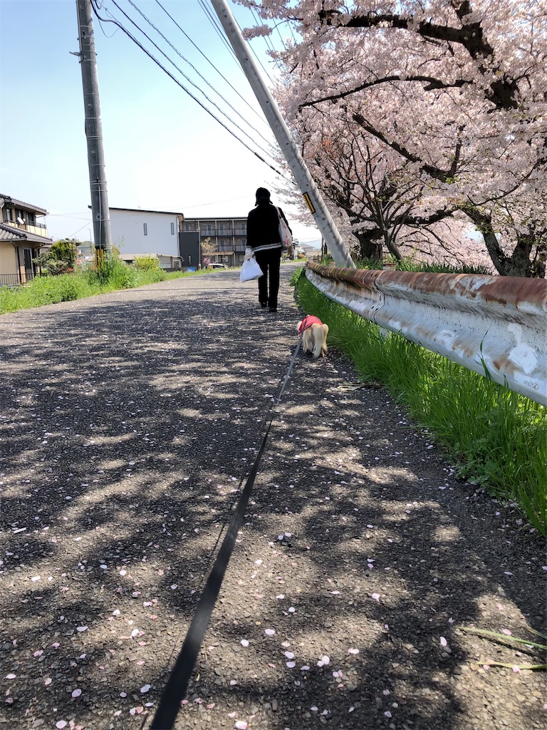 f:id:renkunno:20230404230609j:image