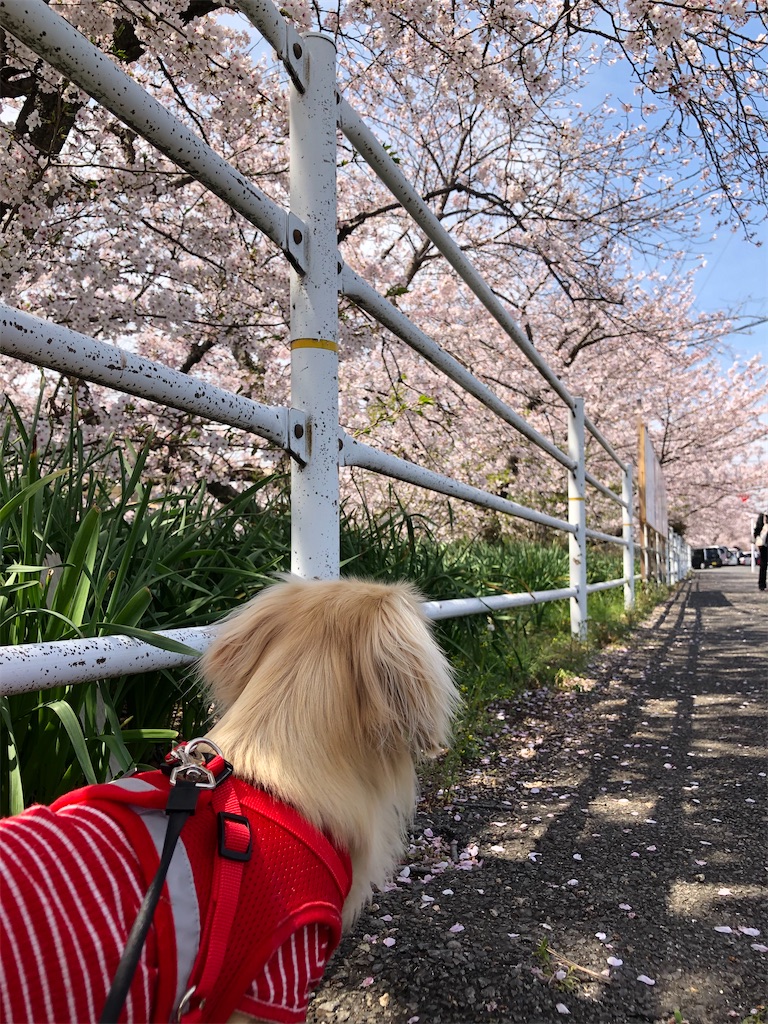 f:id:renkunno:20230404230613j:image