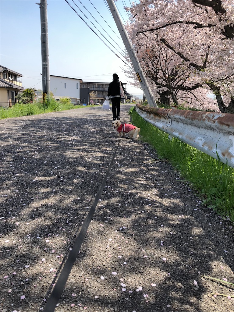 f:id:renkunno:20230404230617j:image