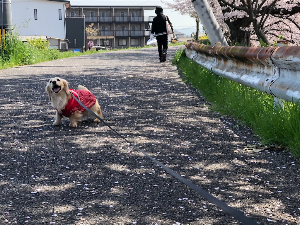 f:id:renkunno:20230404230740j:image