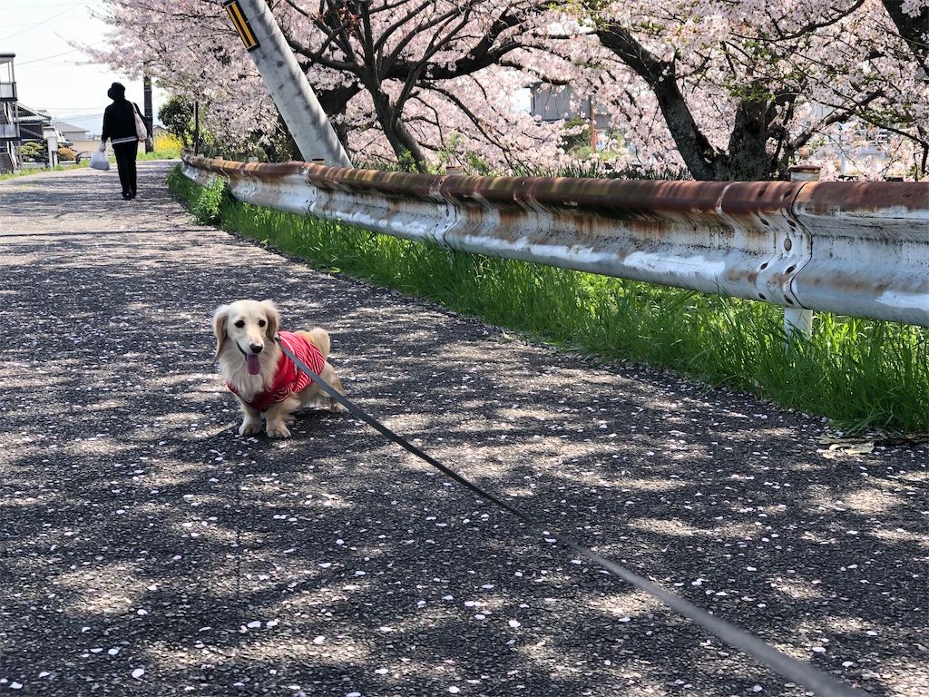 f:id:renkunno:20230404230745j:image