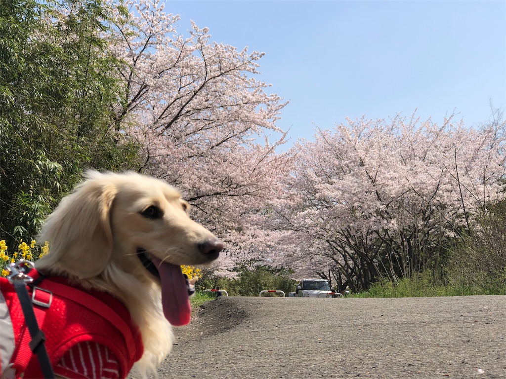 f:id:renkunno:20230405112413j:image