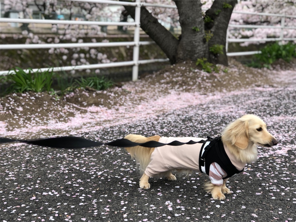 f:id:renkunno:20230405140300j:image f:id:renkunno:20230405140300j:image