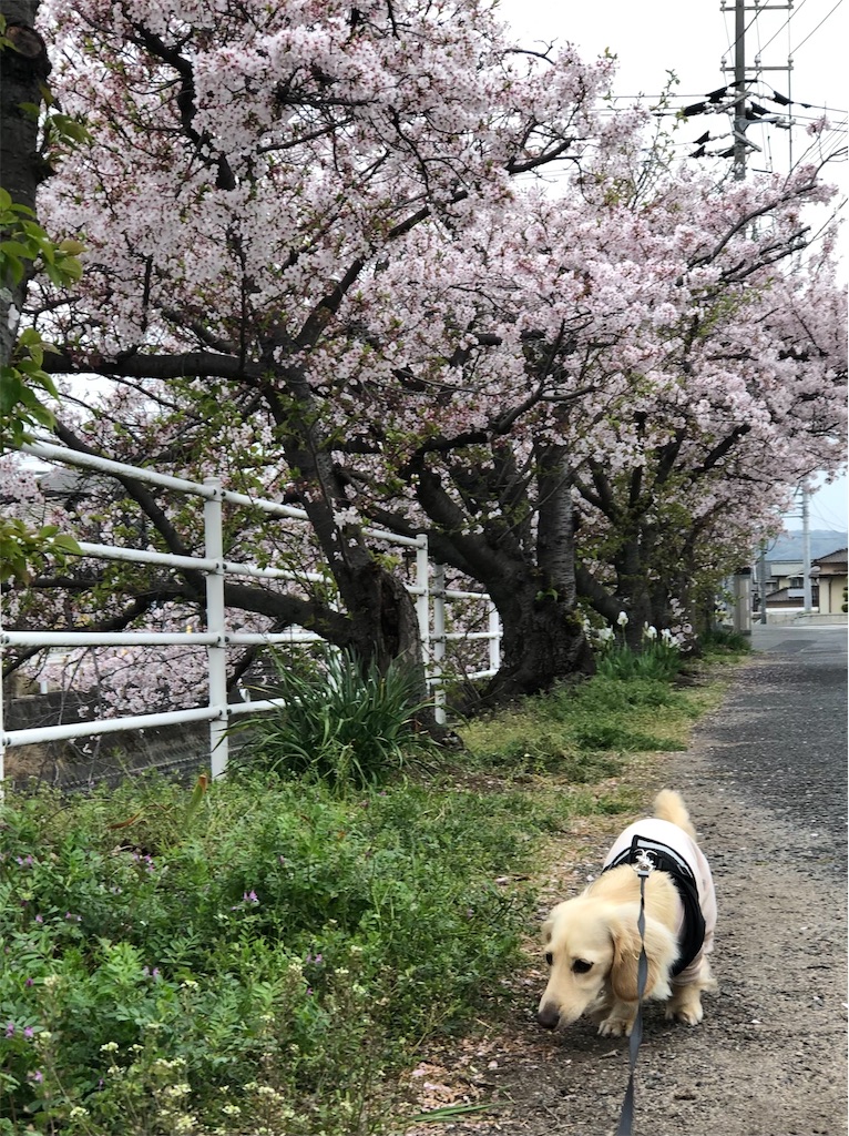 f:id:renkunno:20230405140311j:image f:id:renkunno:20230405140311j:image