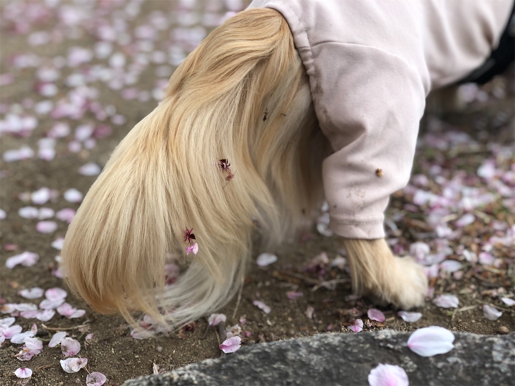 f:id:renkunno:20230405140315j:image f:id:renkunno:20230405140315j:image