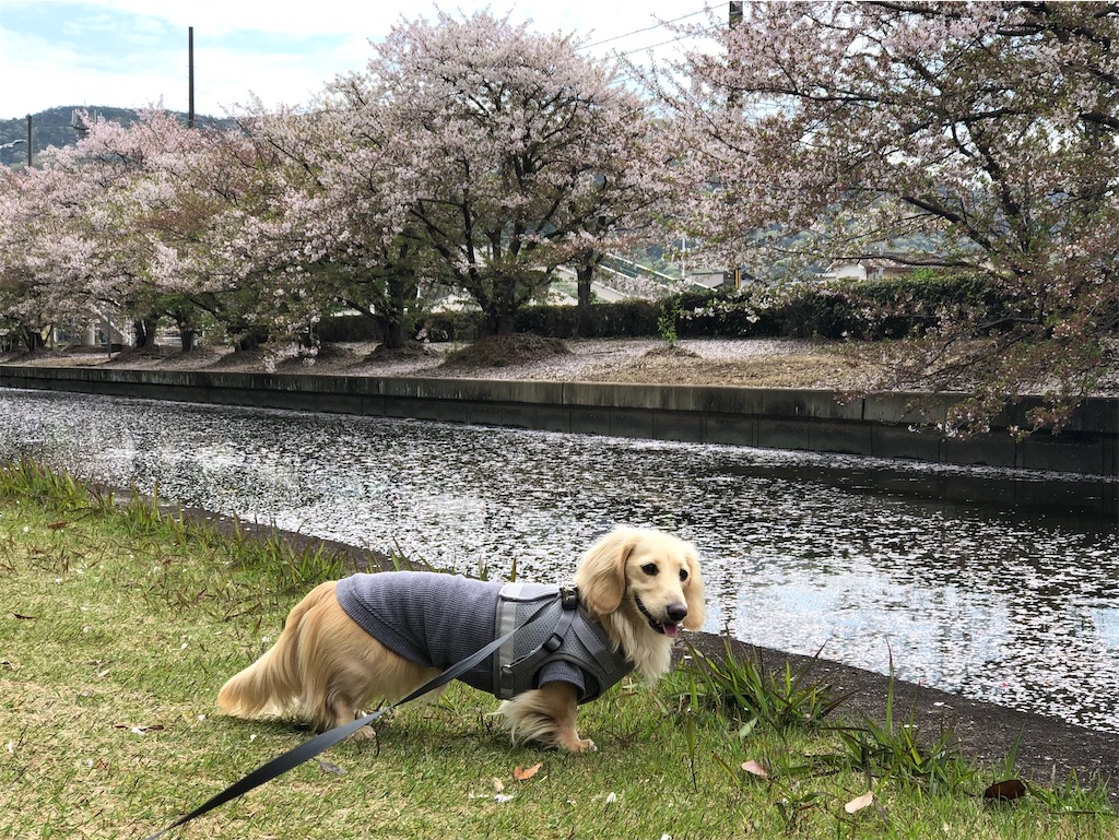 f:id:renkunno:20230406213527j:image