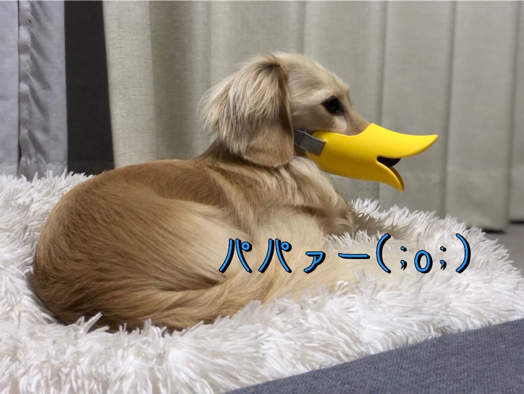 f:id:renkunno:20230407215759j:image