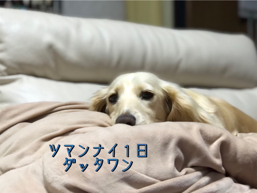 f:id:renkunno:20230408091544j:image