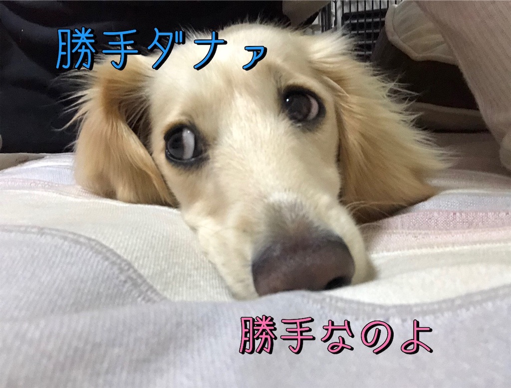 f:id:renkunno:20230410192144j:image f:id:renkunno:20230410192144j:image