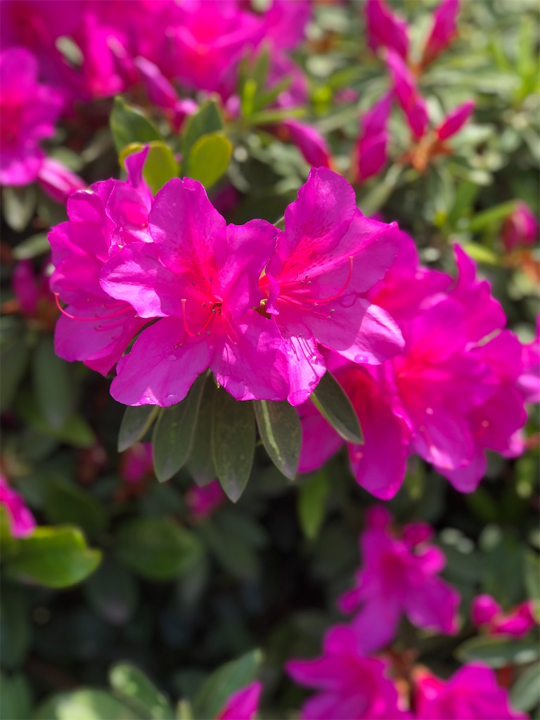 f:id:renkunno:20230420143905j:image f:id:renkunno:20230420143905j:image