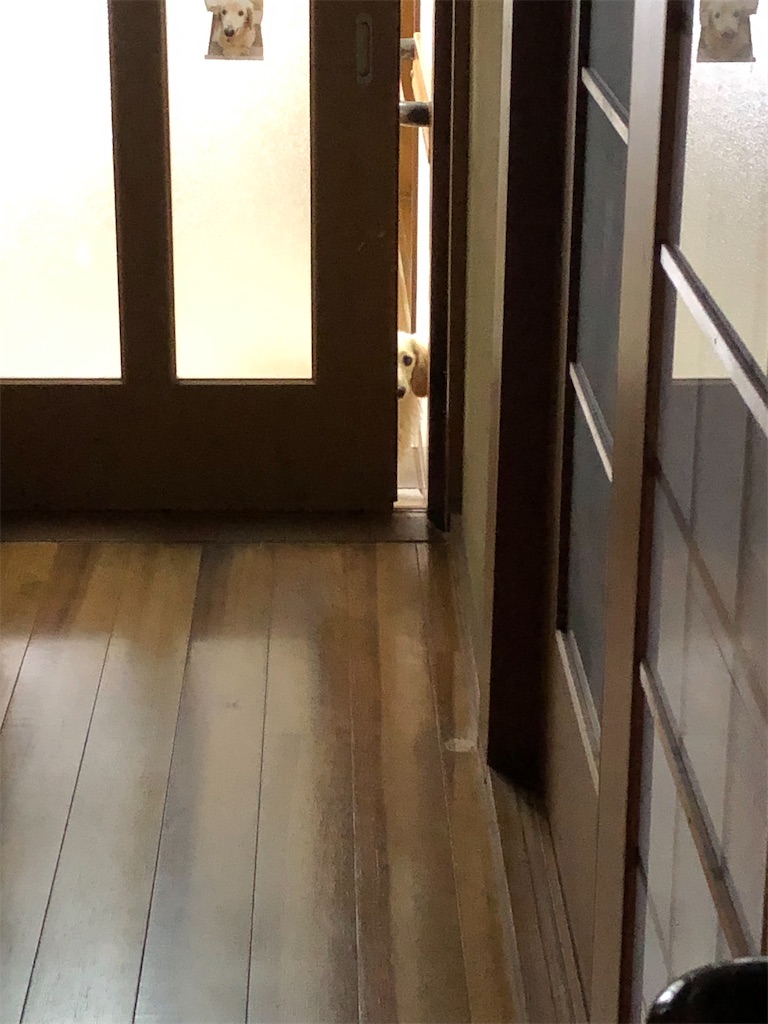 f:id:renkunno:20230507155514j:image f:id:renkunno:20230507155514j:image