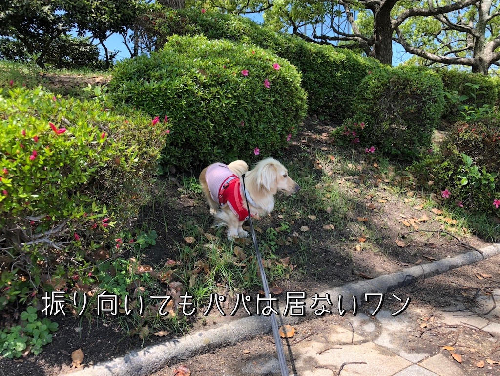 f:id:renkunno:20230509211221j:image