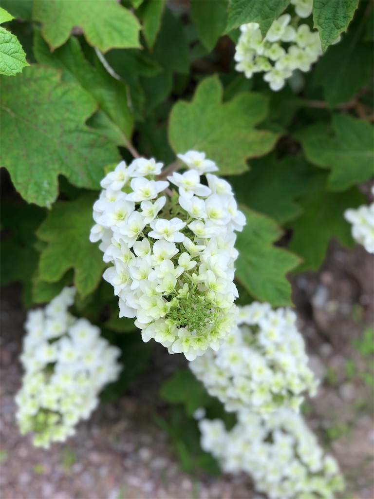 f:id:renkunno:20230529125202j:image f:id:renkunno:20230529125202j:image