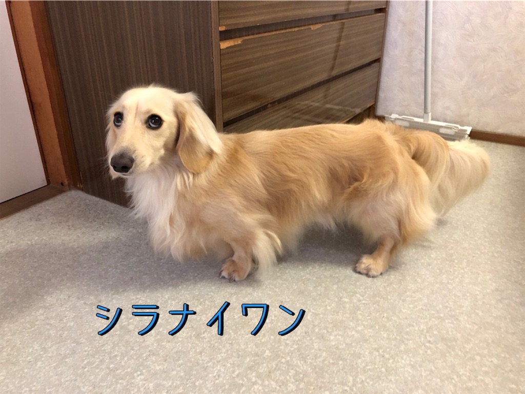 f:id:renkunno:20230603164307j:image