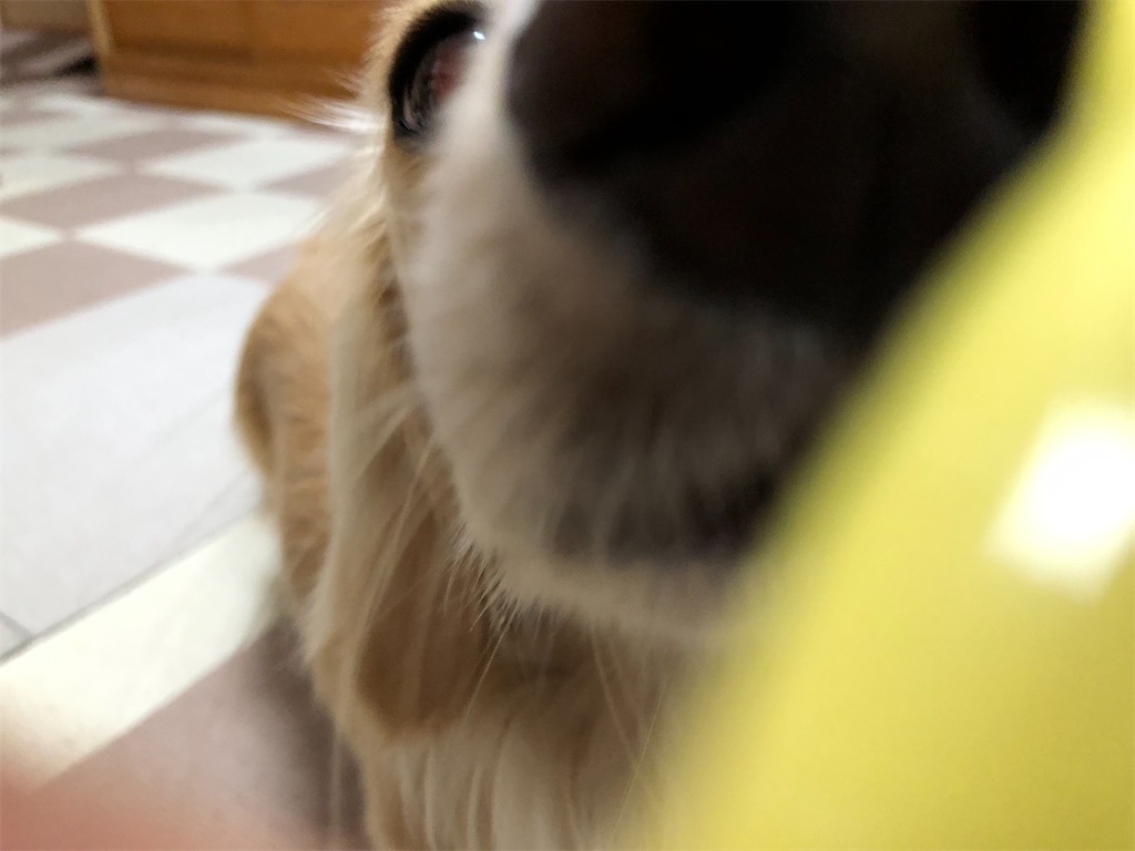 f:id:renkunno:20230606084546j:image f:id:renkunno:20230606084546j:image
