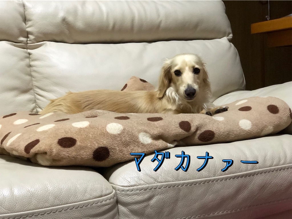 f:id:renkunno:20230609230133j:image f:id:renkunno:20230609230133j:image
