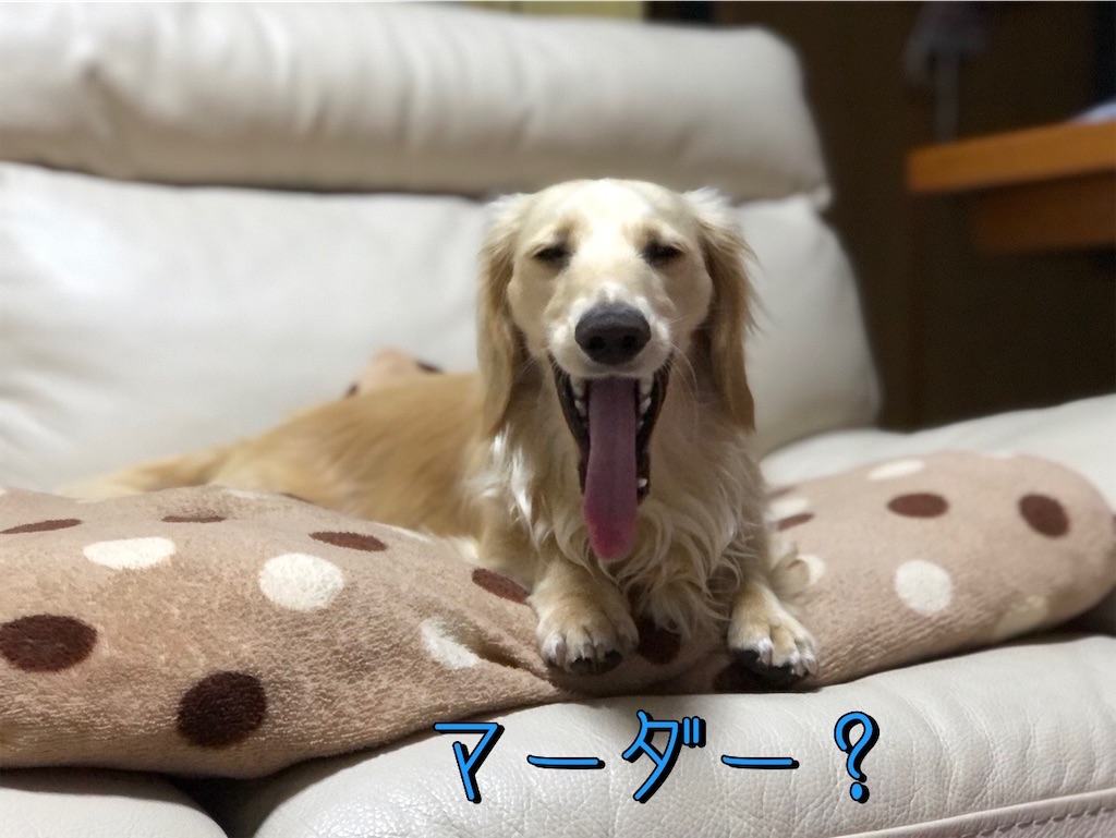 f:id:renkunno:20230609230138j:image f:id:renkunno:20230609230138j:image